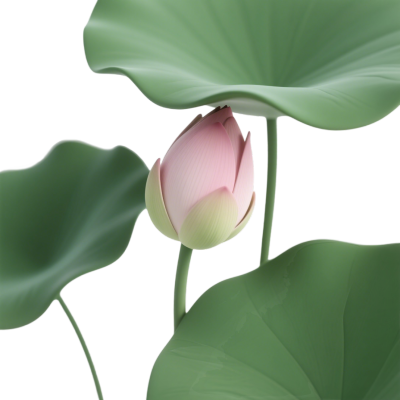 荷花花苞唯美插图