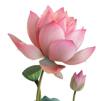 露珠粉色莲花