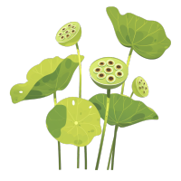 荷子种子荚插画