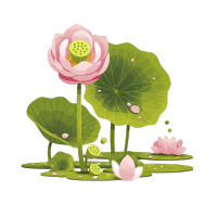 荷花种子插画设计