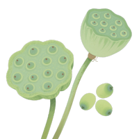 清新绿色莲蓬手绘插画