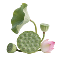 绿色莲蓬插画设计