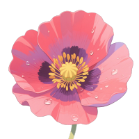 粉色罂粟花插画