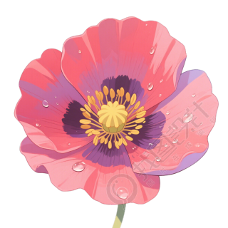 粉色罂粟花插画