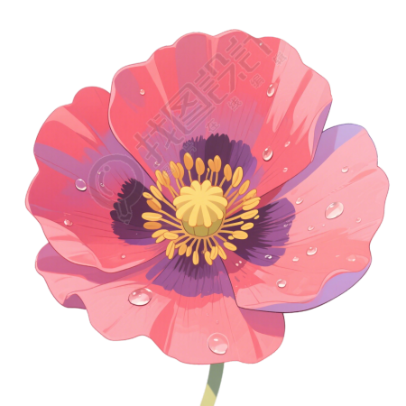 粉色罂粟花插画