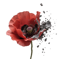 红灰对比花瓣