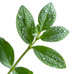 清晨晨露中的草草叶微距特写