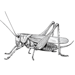 蟋蟀素描昆虫元素