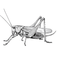 昆虫插画设计
