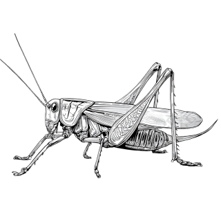 昆虫插画设计