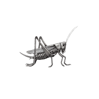 昆虫插图设计