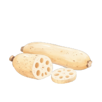 水彩风格莲藕切片
