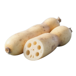 莲藕可商用插图