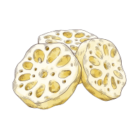 手绘荷花根