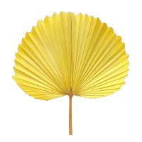 香蕉叶扇
