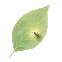 水彩萤火虫光芒PNG