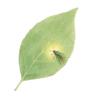 水彩萤火虫光芒PNG