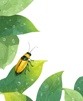 萤火虫叶缘插画