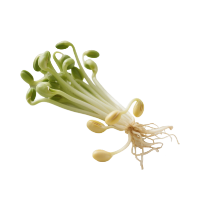 黄豆芽透明背景元素