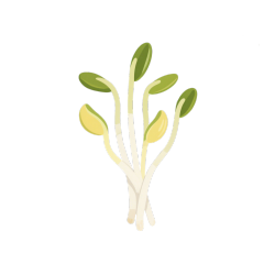 清新豆苗插图素材
