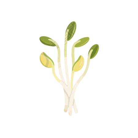 黄豆芽清新简约插画