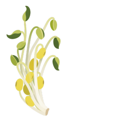 清新豆芽插画