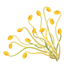 清新插画豆苗元素