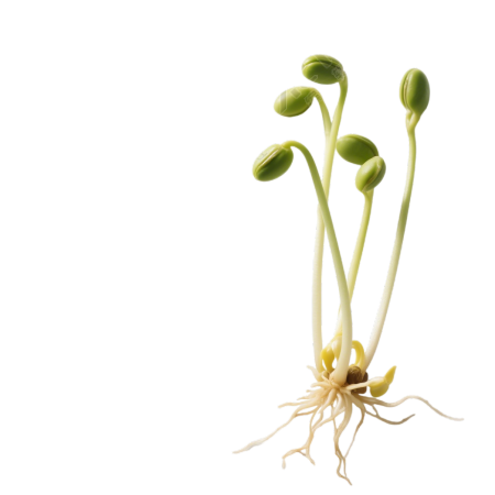 黄豆芽可商用PNG插画