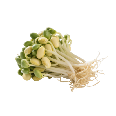黄豆芽可商用PNG插图