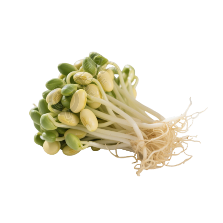 黄豆芽可商用PNG插图