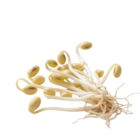 新鲜黄豆芽素材
