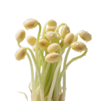 新鲜黄豆芽设计元素