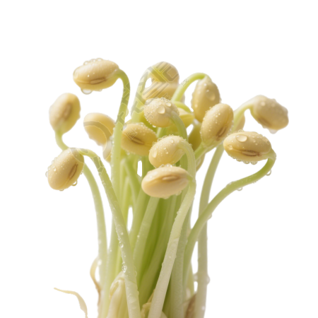 新鲜黄豆芽元素