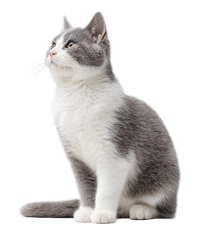 灰白英短猫高清素材