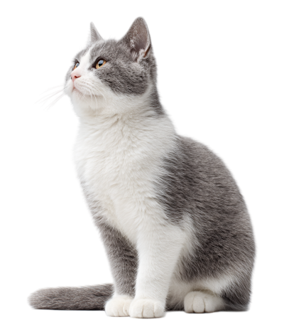 灰色猫创意设计元素