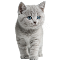 灰色英短小猫PNG素材