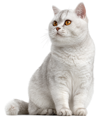 灰色猫创意设计插画