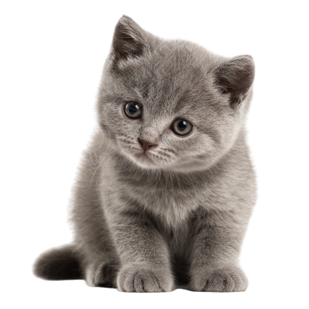 灰色英短猫PNG元素