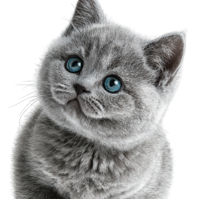 灰色英短猫PNG插画