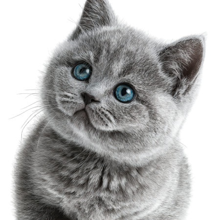 灰色英短猫PNG插画