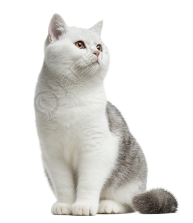 灰色猫创意设计插图