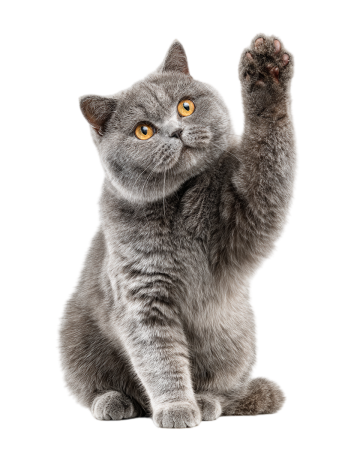 灰色英短猫挥手素材