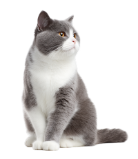英短猫高清图