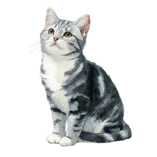 水彩美国短毛猫图形素材