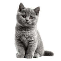 灰色英国短毛猫PNG