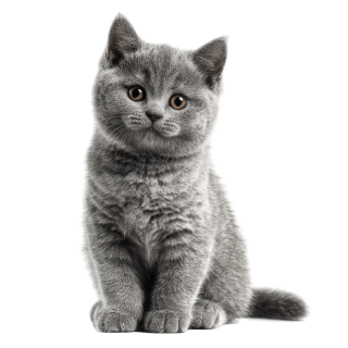 灰色英国短毛猫PNG