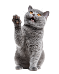 英国短毛猫高五图形素材