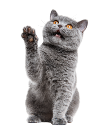 灰色英短猫挥手插图