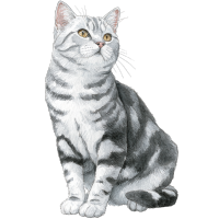 水彩画灰白美国短毛猫