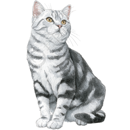 水彩画灰色猫元素
